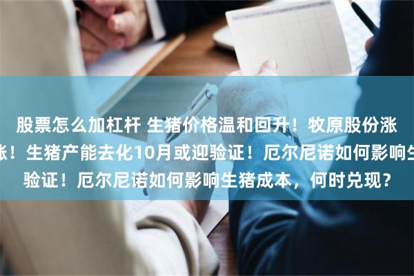 股票怎么加杠杆 生猪价格温和回升！牧原股份涨超1%，养殖板块微涨！生猪产能去化10月或迎验证！厄尔尼诺如何影响生猪成本，何时兑现？